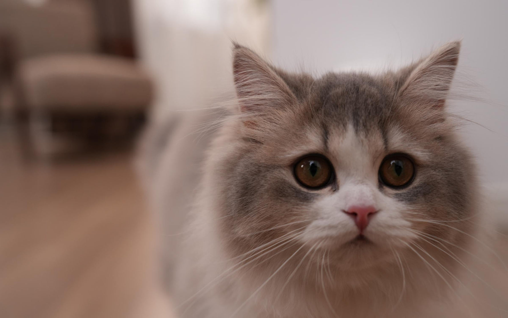 🩺Essential Pet Care Tips: Keeping Your Cat Healthy and Hydrated